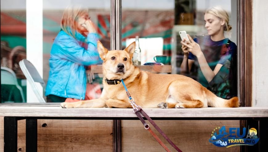 Dining Out with Your Dog (7)