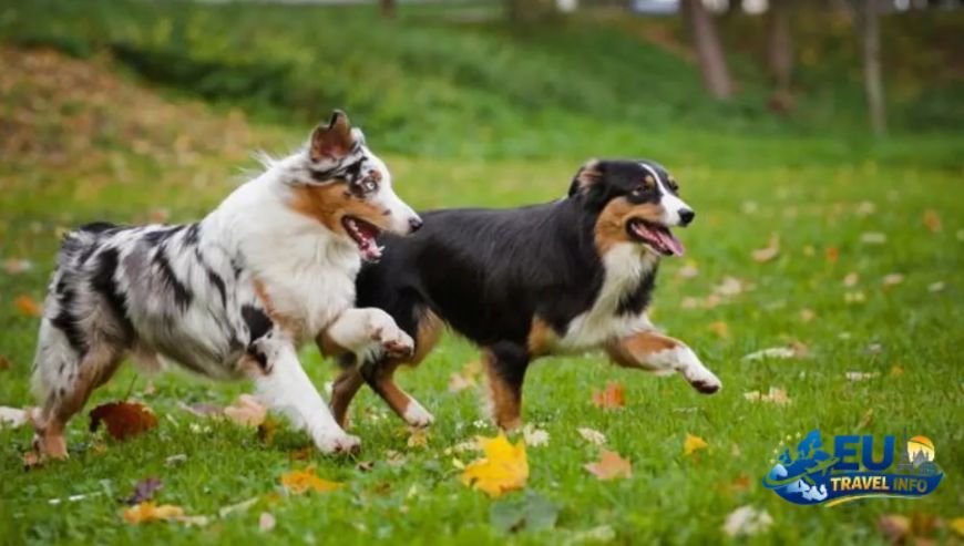 Dining and Social Life dog