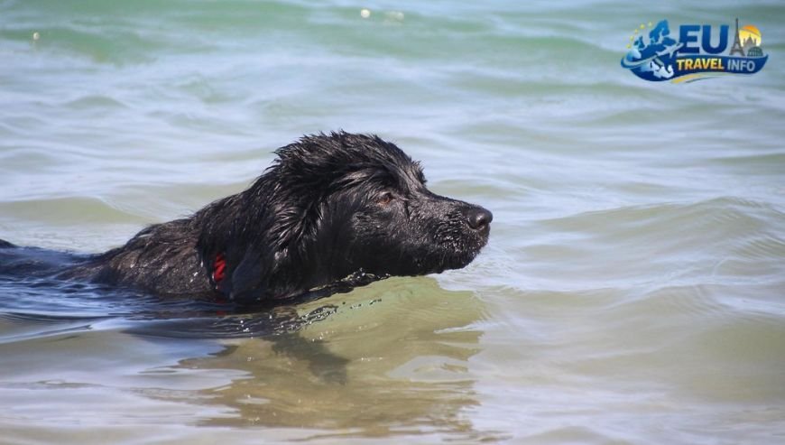 Dining in the Heart of the City Finikoudes dog