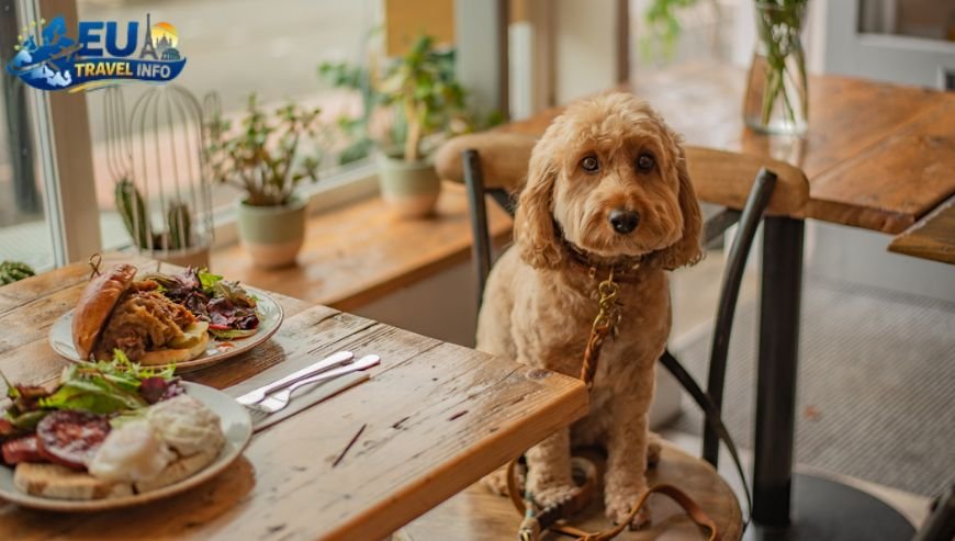 Dining out with your furry companion