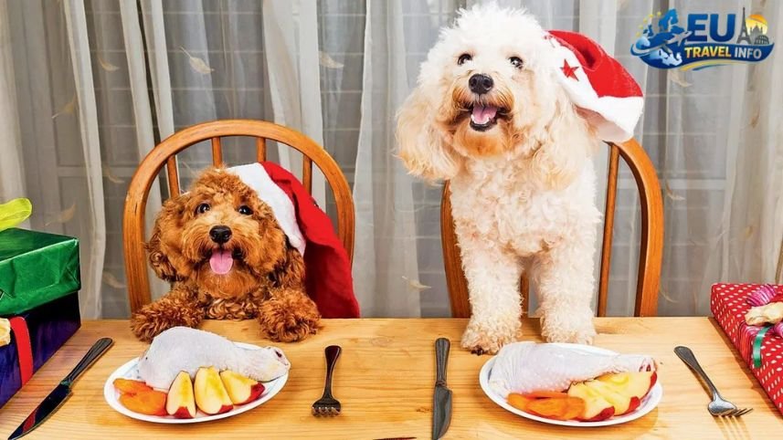 Dining with Your Furry Friend dog