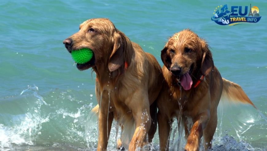 Discovering Dog Friendly Nicosia