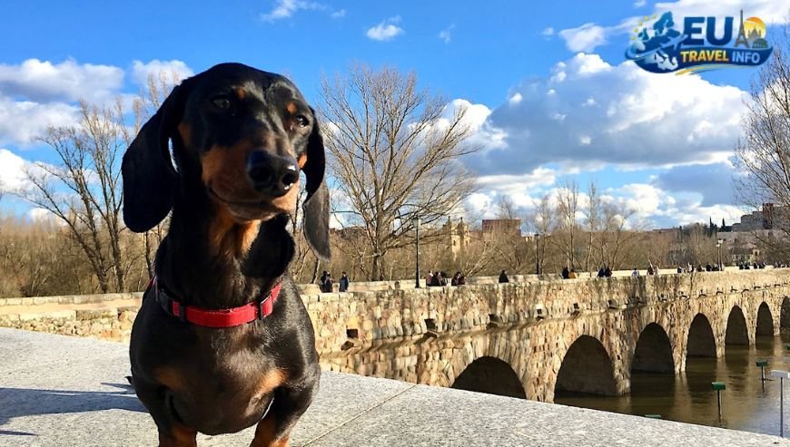 Discovering Dog Friendly Places in Spain Madrid’s Parks