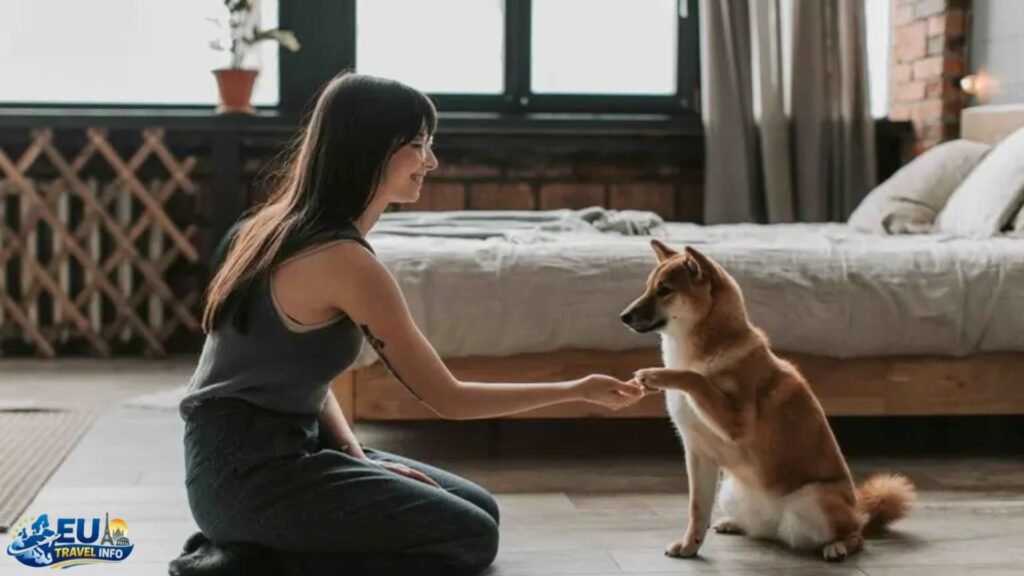 Dog-Friendly Accommodations in Belgium