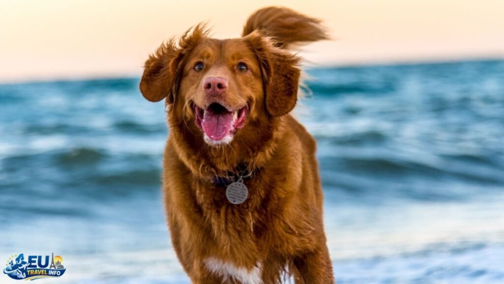 Dog-Friendly Accommodations in Rome