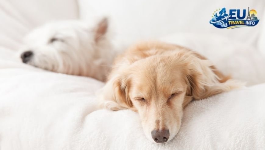 Dog Friendly Activities in Reims