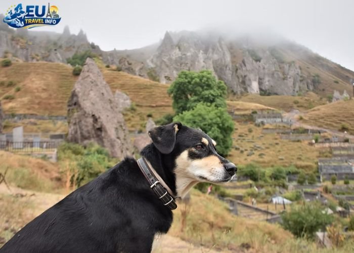 Dog Friendly Armenia