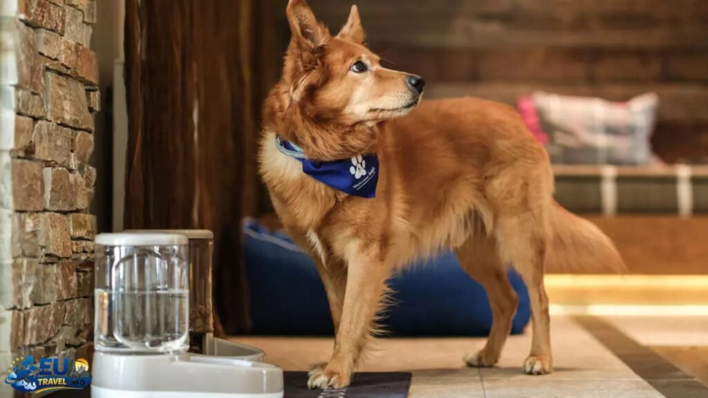 Dog Friendly Austria