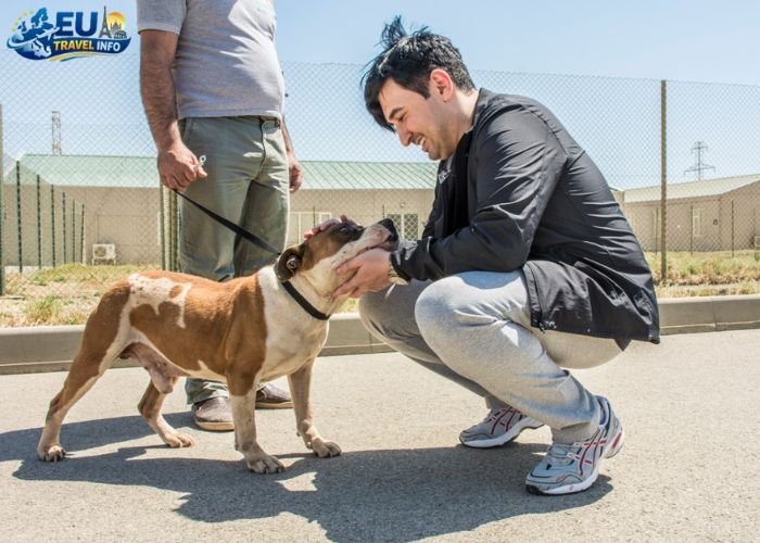 Dog Friendly Azerbaijan