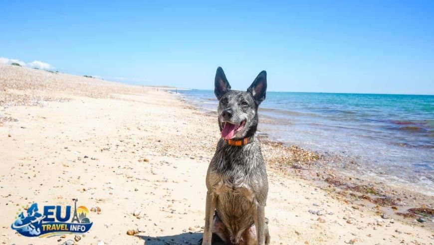 Dog Friendly Beaches Near Me