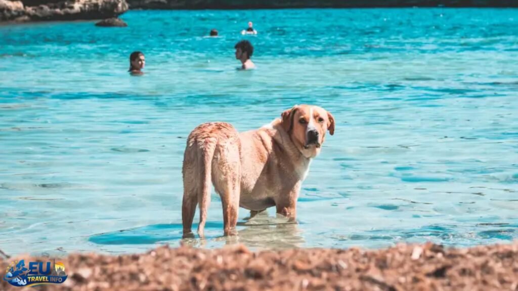 Dog-Friendly Beaches and Lakes in Spain