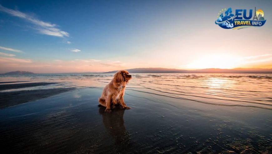 Dog Friendly Beaches in Cyprus for Summer Getaways