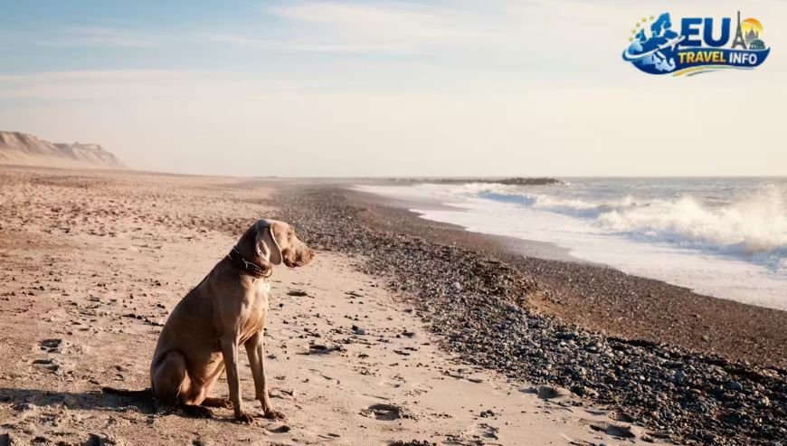 Dog Friendly Bornholm Dk