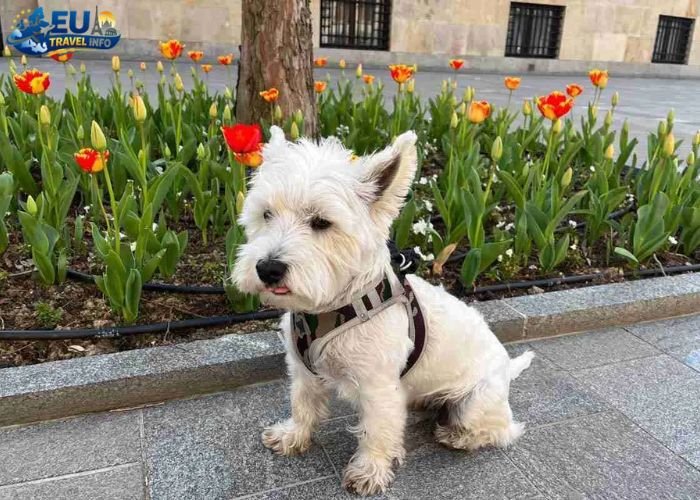 Dog Friendly Bosnia and Herzegovina