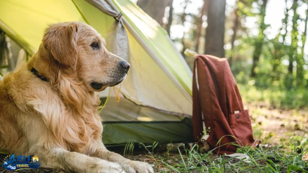 Dog-Friendly Campgrounds in the United Kingdom