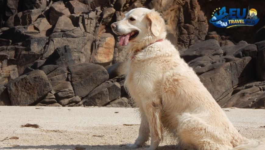 Dog Friendly Camping in Italy