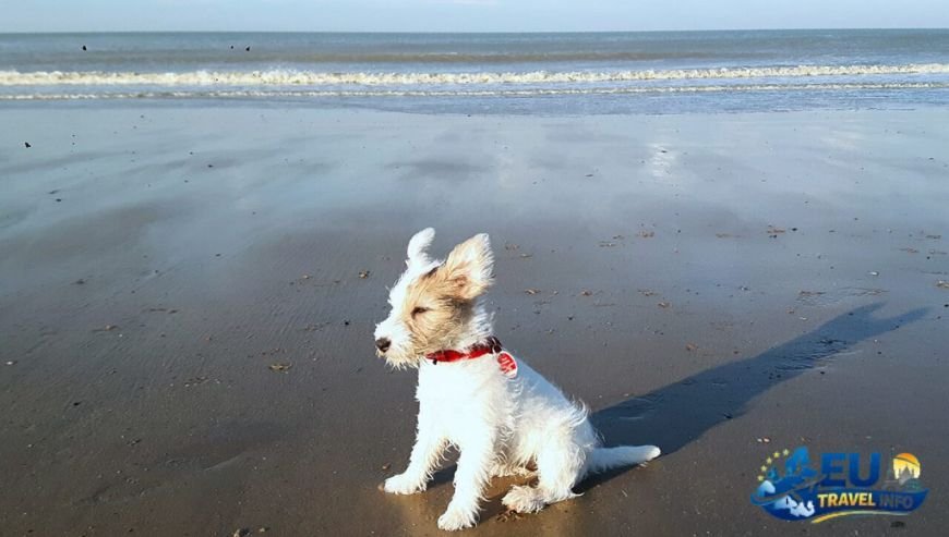 Dog Friendly Campsites in Belgium