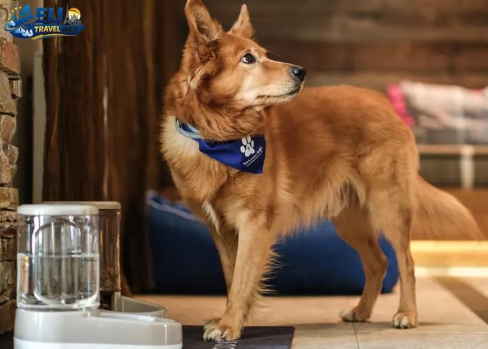 Dog Friendly Cities in Austria