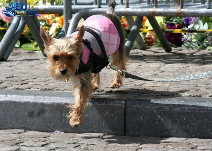 Dog Friendly Cities in Belgium