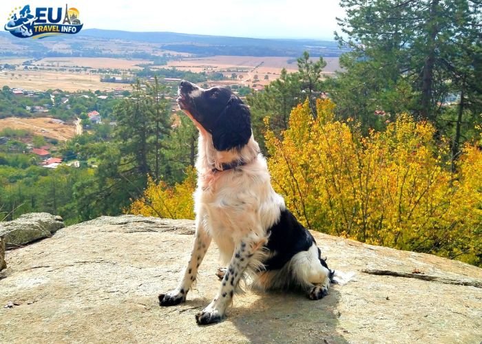 Dog Friendly Cities in Bulgaria