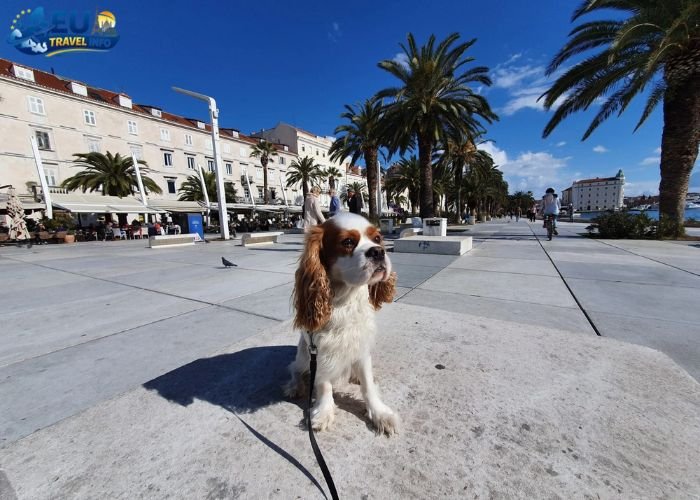 Dog Friendly Cities in Croatia