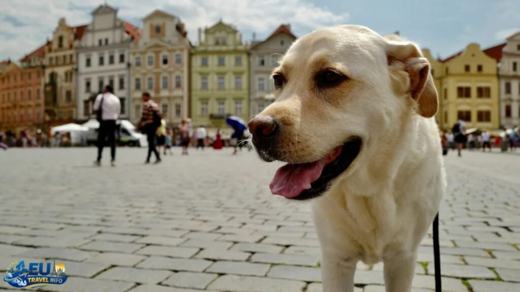 Dog Friendly Cities in Czech Republic