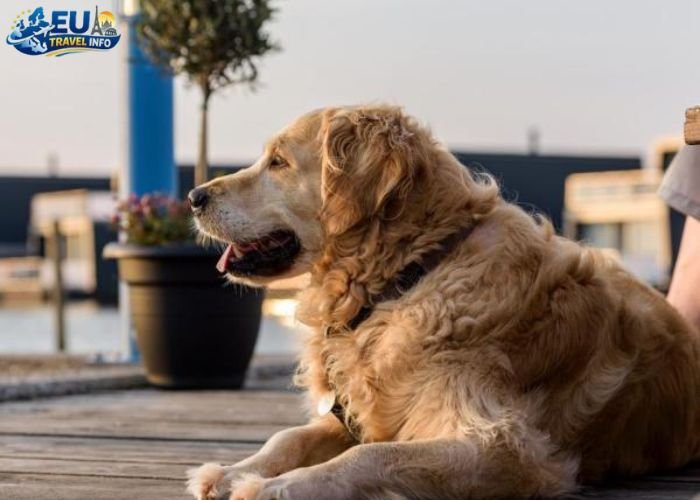 Dog Friendly Cities in Denmark