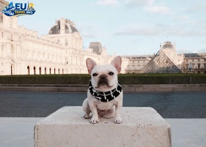 Dog Friendly Cities in France