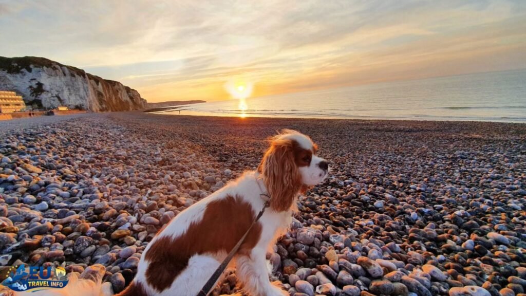 Dog-Friendly Cities in France