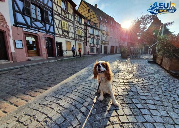 Dog Friendly Countries Europe