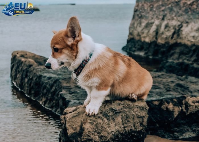 Dog Friendly Croatia