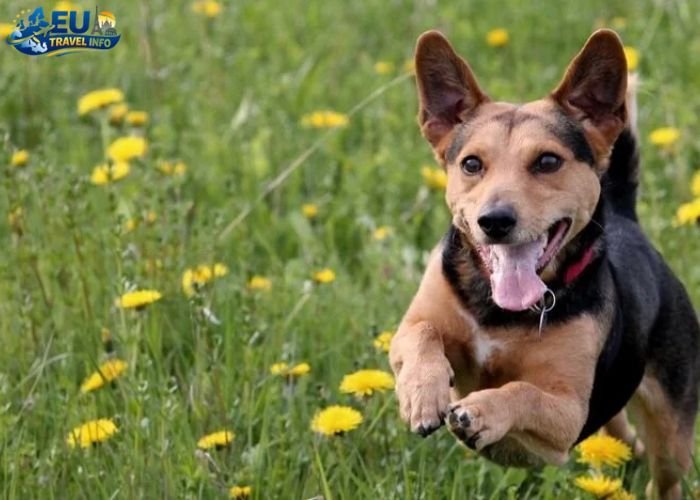 Dog Friendly Denmark