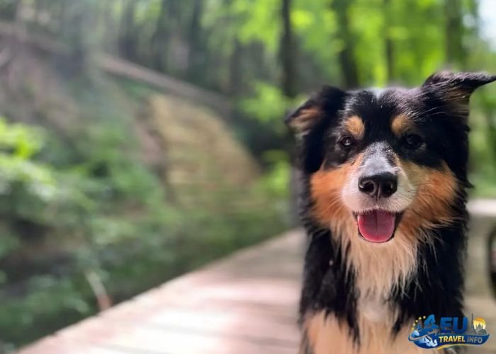 Dog-Friendly European Road Trip Guide