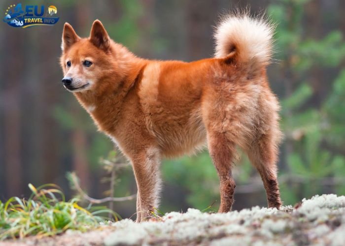 Dog Friendly Finland