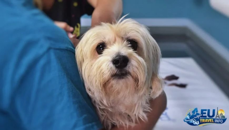 Dog Friendly Frederiksberg, Dk