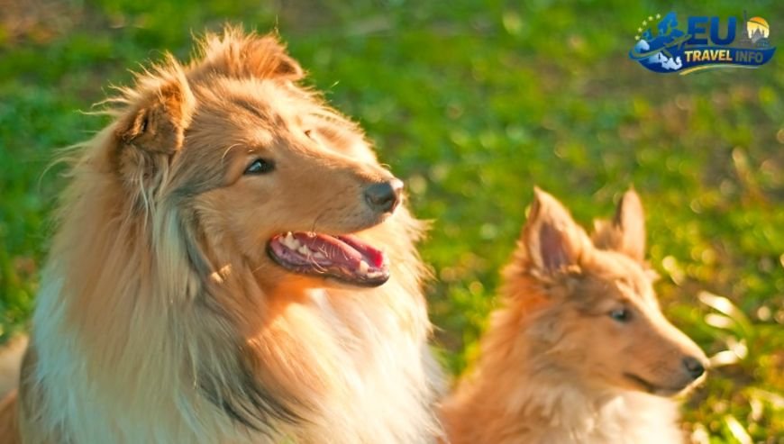 Dog Friendly Funen (Fyn) Dk