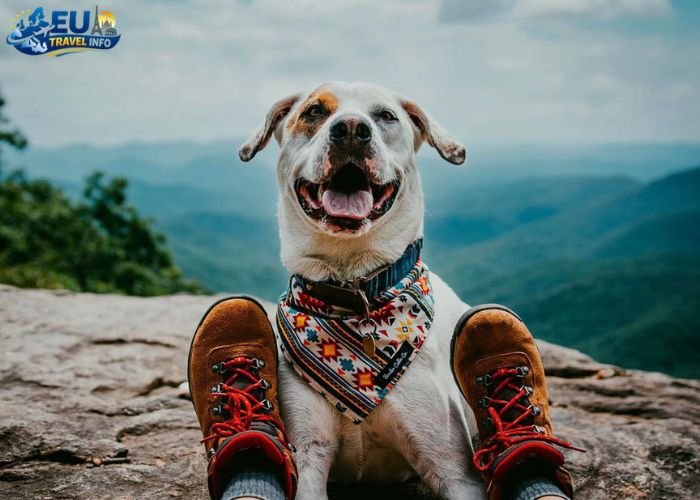 Dog Friendly Georgia