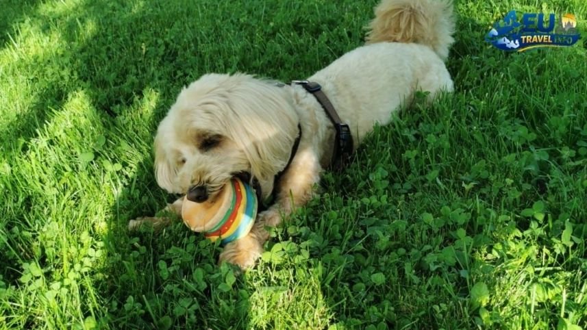 Dog Friendly Guide to Vienna, Austria