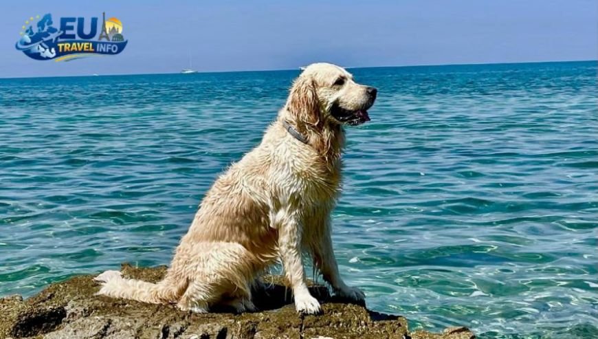 Dog Friendly Holidays in Koper, Slovenia
