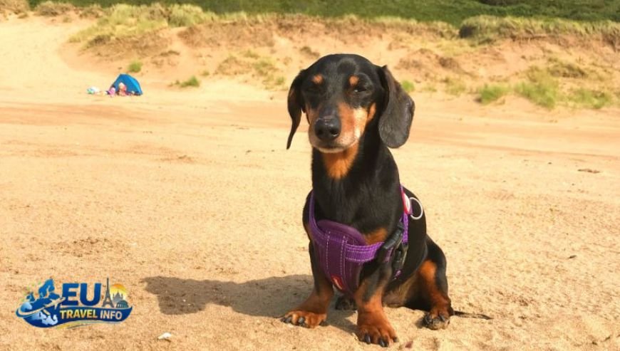 Dog Friendly Holidays in Košice, Slovakia