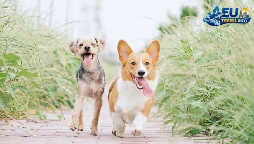 Dog Friendly Holidays in Ljubljana, Slovenia