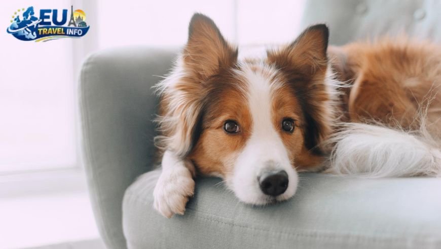 Dog Friendly Holidays in Moscow, Russia (1)