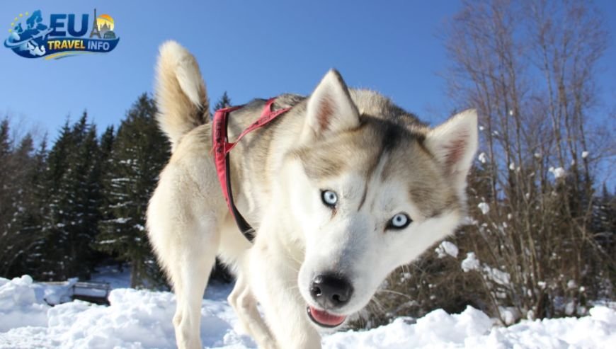 Dog Friendly Holidays in Poprad,Slovakia