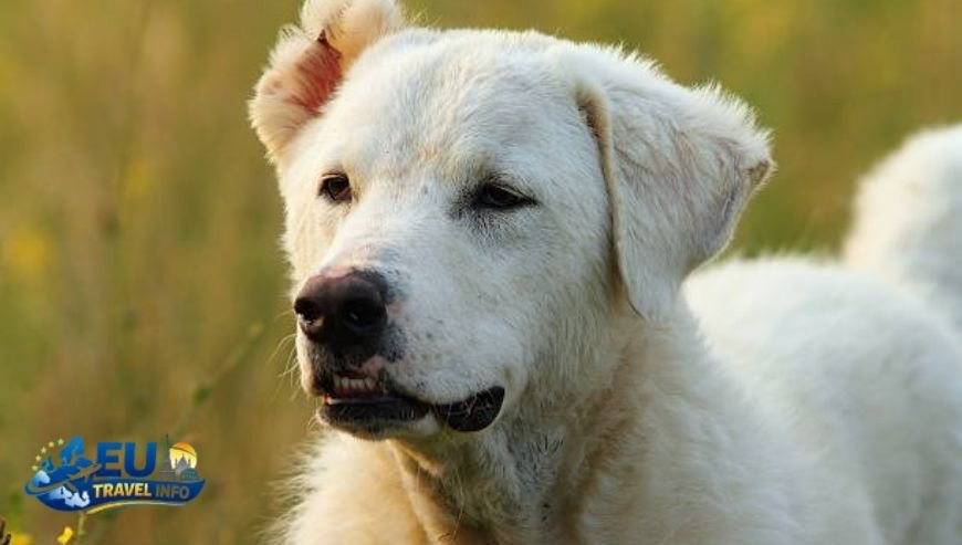 Dog Friendly Holidays in Sibiu, Romania (1)