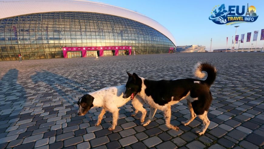 Dog Friendly Holidays in Sochi, Russia