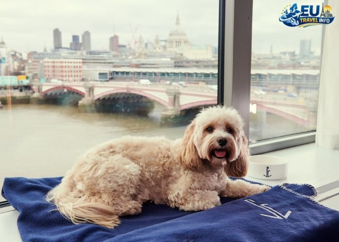 Dog Friendly Hotels Europe