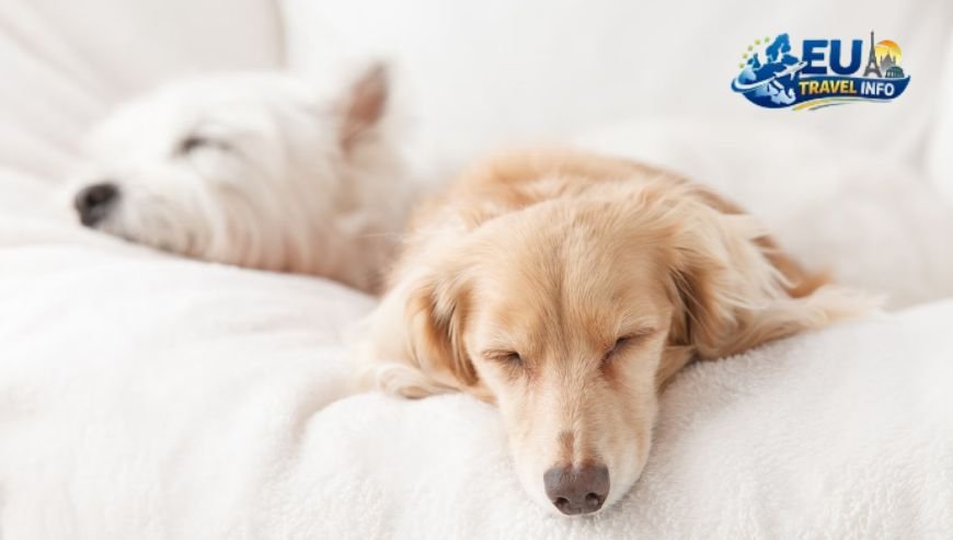 Dog Friendly Hotels South of France and Travel Tips