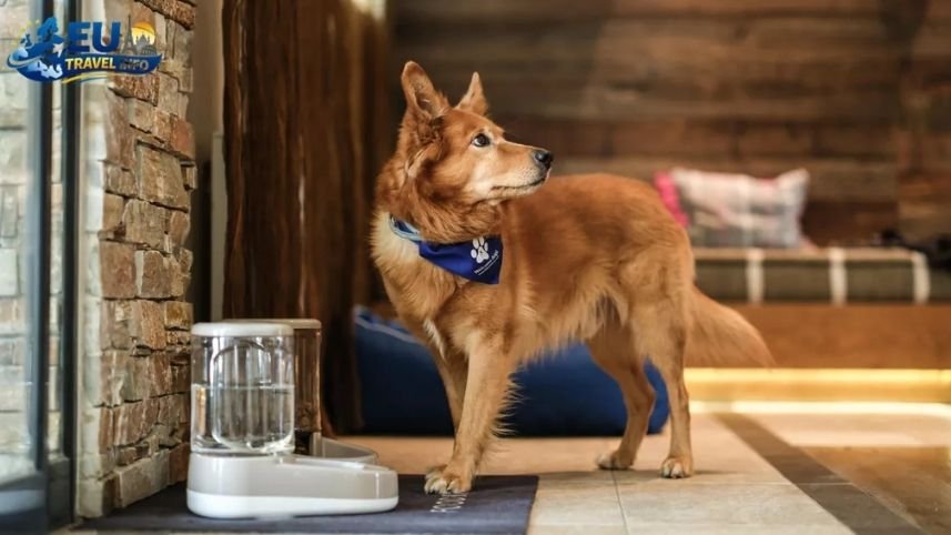 Dog Friendly Hotels and Accommodations in Austria
