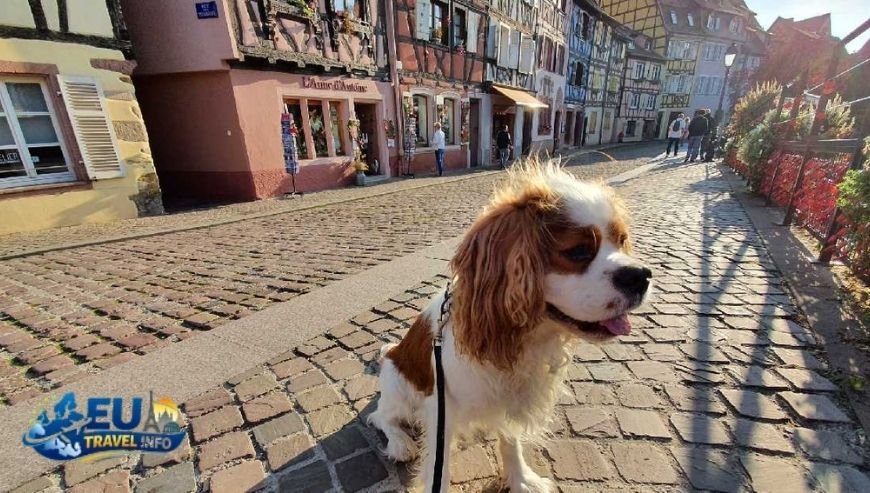 Dog Friendly Hotels in France for Road Trips