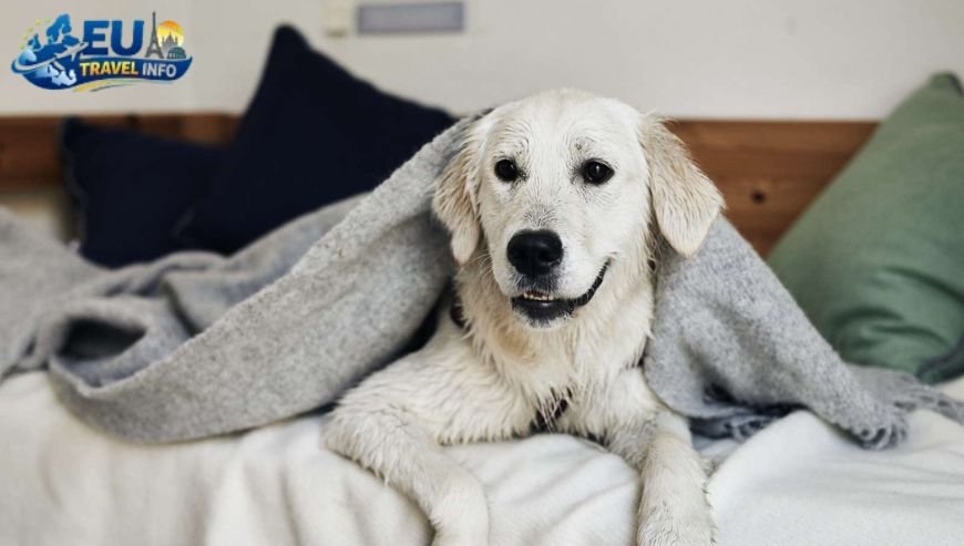 Dog Friendly Hvide Sande, Dk